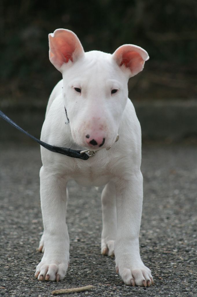 Ayahuasca - Chiot disponible  - Bull Terrier