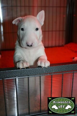 Ayahuasca - Bull Terrier - Portée née le 01/01/2011