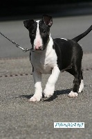 Mâle Black Brindle