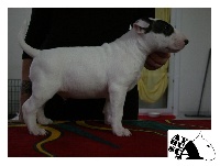 Ayahuasca - Bull Terrier - Portée née le 15/12/2015